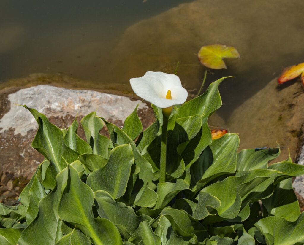 water garden