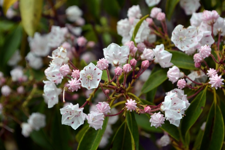 Mountain laurel