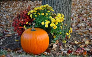 Pumpkin around plants & tree