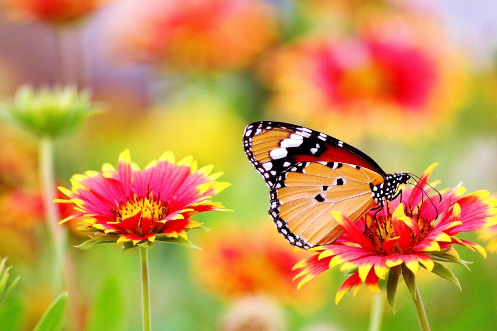 Butterfly on flowers