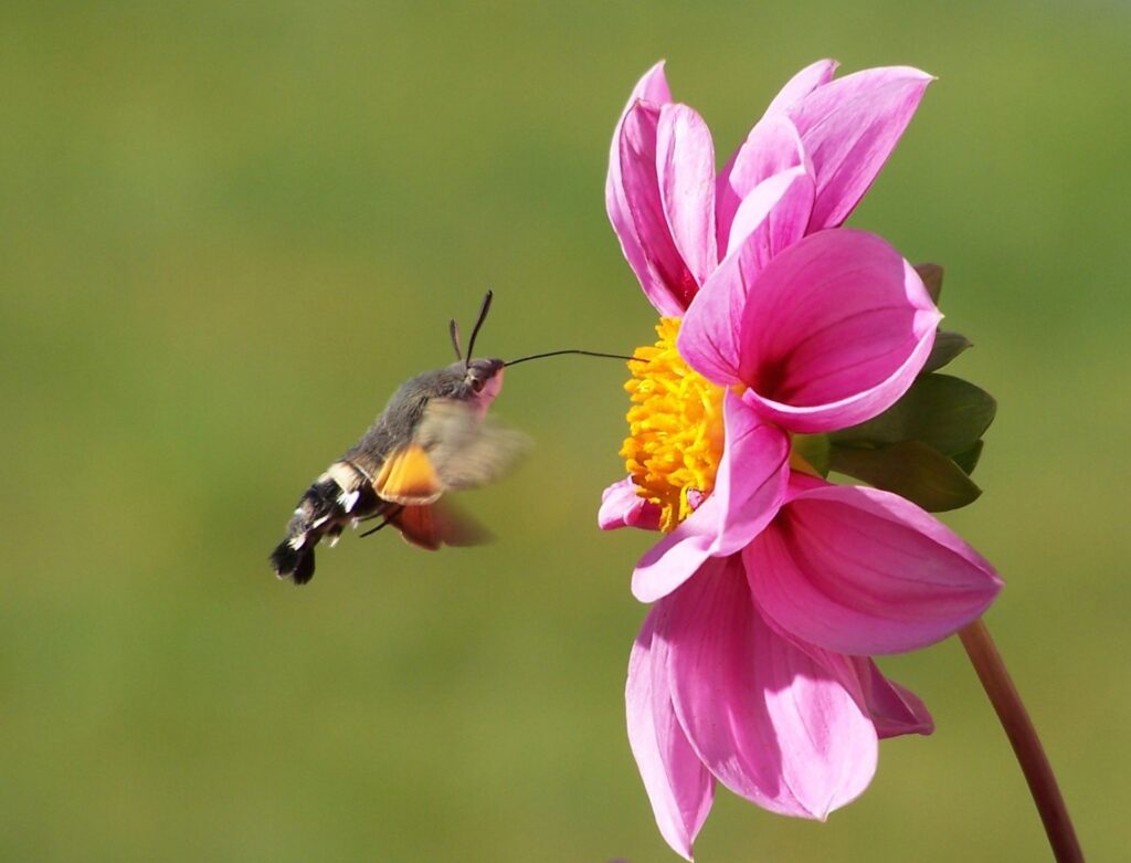 Flower with insect