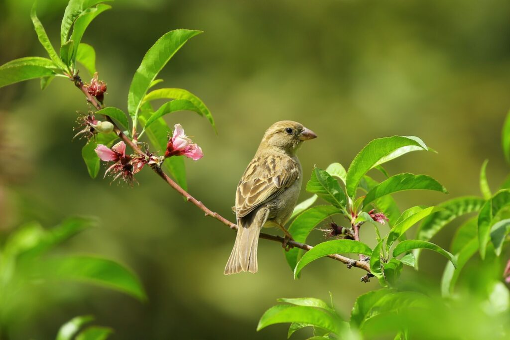 Small bird on green leaves