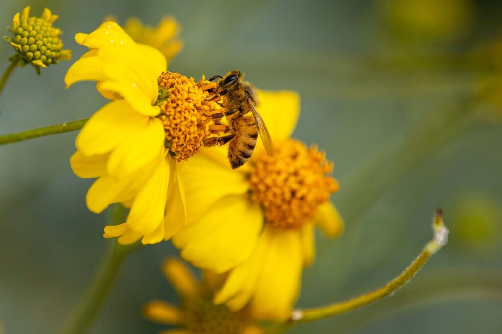 Yellow & Black Bee on a Flower