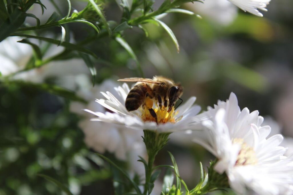 Bee Pollinating Flower