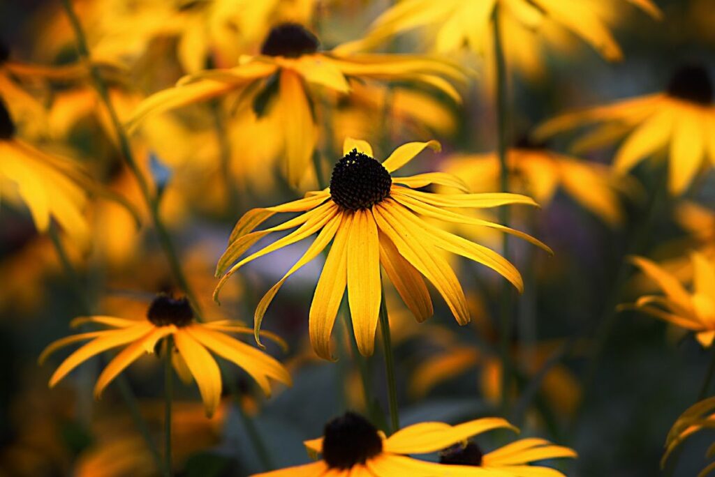 Coneflower