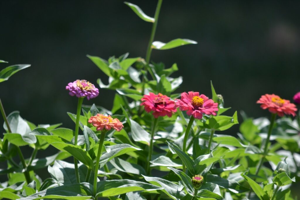 Pollinator Friendly Plants in Spring and Summer