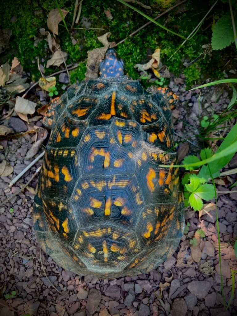 Eastern Box Turtle