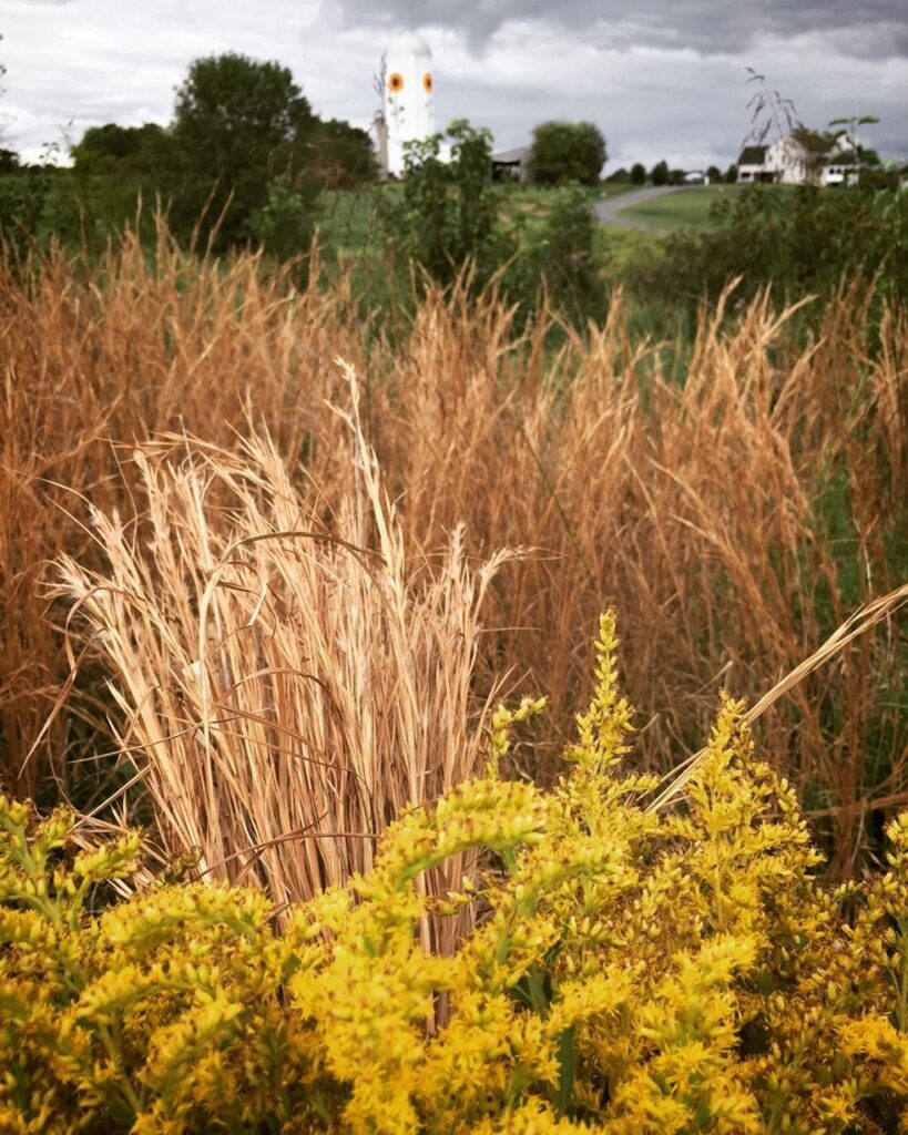 Native Perennials