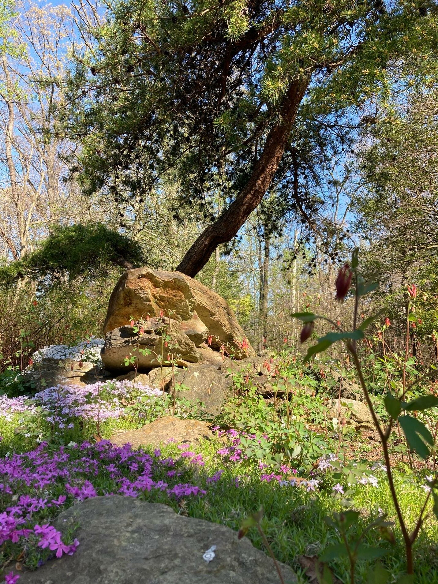 The Importance of Native Plants in Your Home's Landscape and Garden